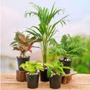 Dime Store Wooden Multipurpose Plant Stand