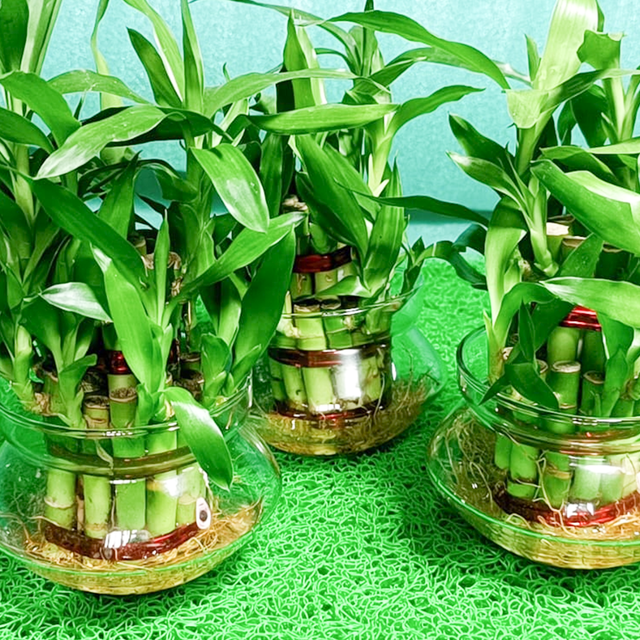 2 Layer Lucky Bumboo