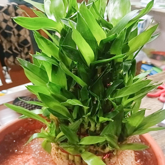 3 Layer Lucky Bumboo