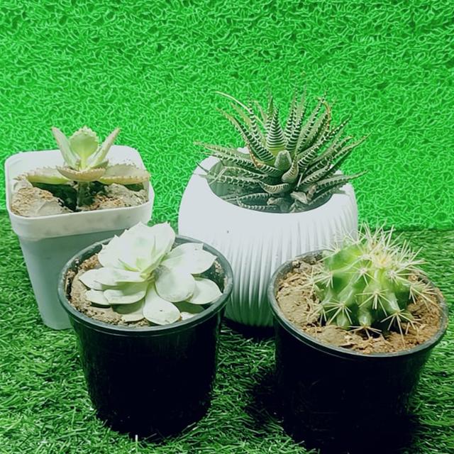 Succulent & Cactus