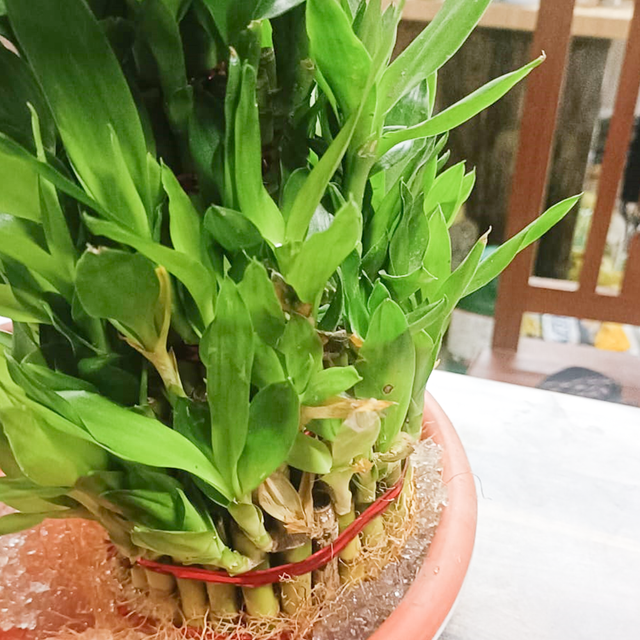 5 Layer Lucky Bumboo