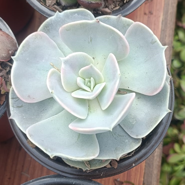 Echeveria Laui