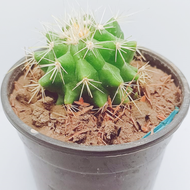 Gymnocalycium Bruchii