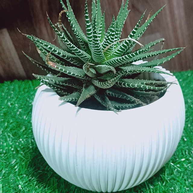 Zebra Haworthia