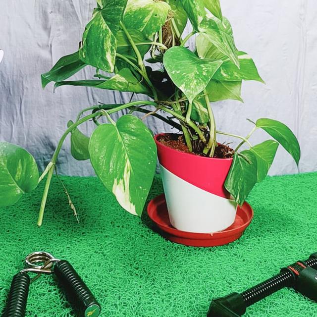 Live Money Plant